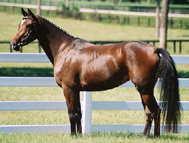 Premium Holsteiner Mare